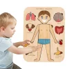 Children Wooden Human Body Puzzle Anatomy Play Skeleton Toy Body Structure Montessori Jigsaw Puzzles Preschool Learning